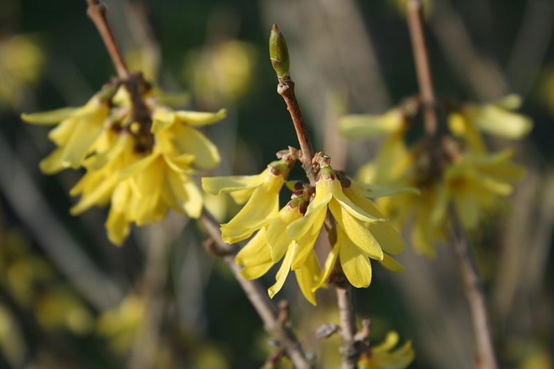 Komea omenapensas